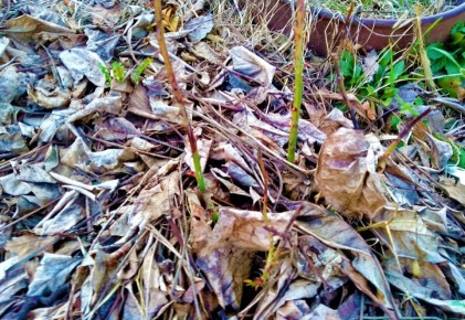 ��� ���������� ����� �������� �������� ������: ������ � �������