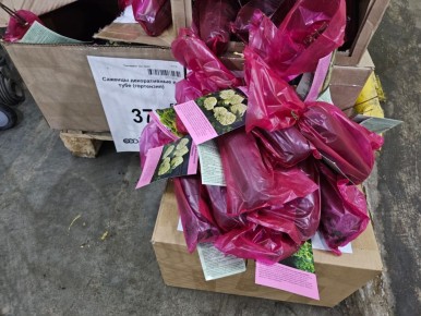 ������� ��������: ����� ������� ������ ����� ������ � ����������