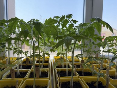 ������ �� ���������� ��������������� ������� �� ����: �������� �������� ��������