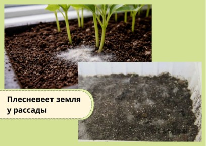 ��� ���������� � �������� �� ������: ������������ ������ ��� ���������