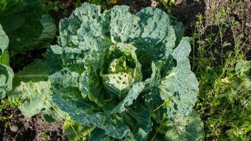 ������������ ������� �� �������: ����������� ���������� � �������� ������