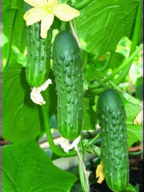 ������ �������: ������ � ��������� ������ ��� ������ �������