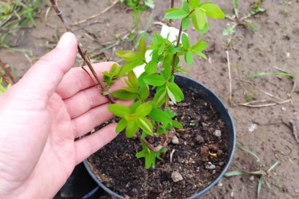 ��� ��������� �������� ��������� ������: ������� � ������������