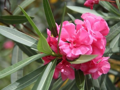 ������� ��������: ��� �������� ����� ����� �������� ������ ����