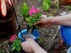 ��� ���������� � �������: ������� ��������� ����������� � ���������