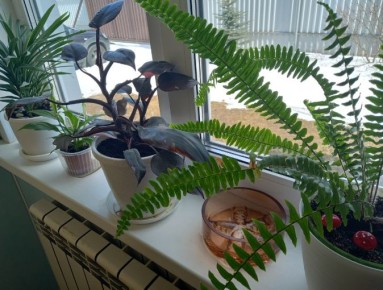 ��������� ������� ������� ��������� ����� �� ���������� ����������