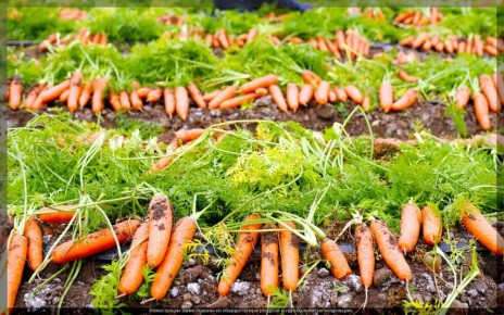 ��� ���� �������� �������: ������� ��������� ������