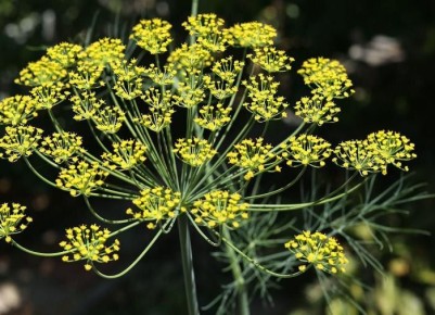 ��������� �� �������: ��� ������������� ������ ������ ����� � �������