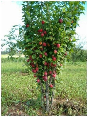 �������� ������� ������� �����: ��� �������� ��������� ������