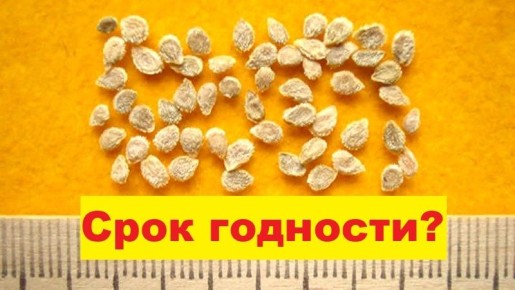 ���� �������� ����� �������: ��� ��������� �� ��������� ����� �������