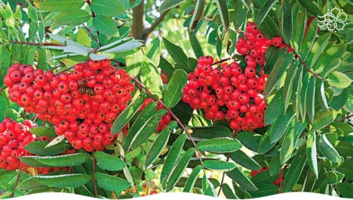 ������� ������, ������� ������� ���� ������