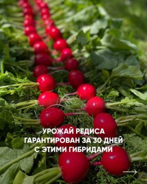 �������� ���: ��� ��������� ��������� �����