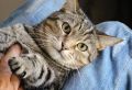 Как распознать доверие вашей кошки: 8 признаков от ветеринаров
