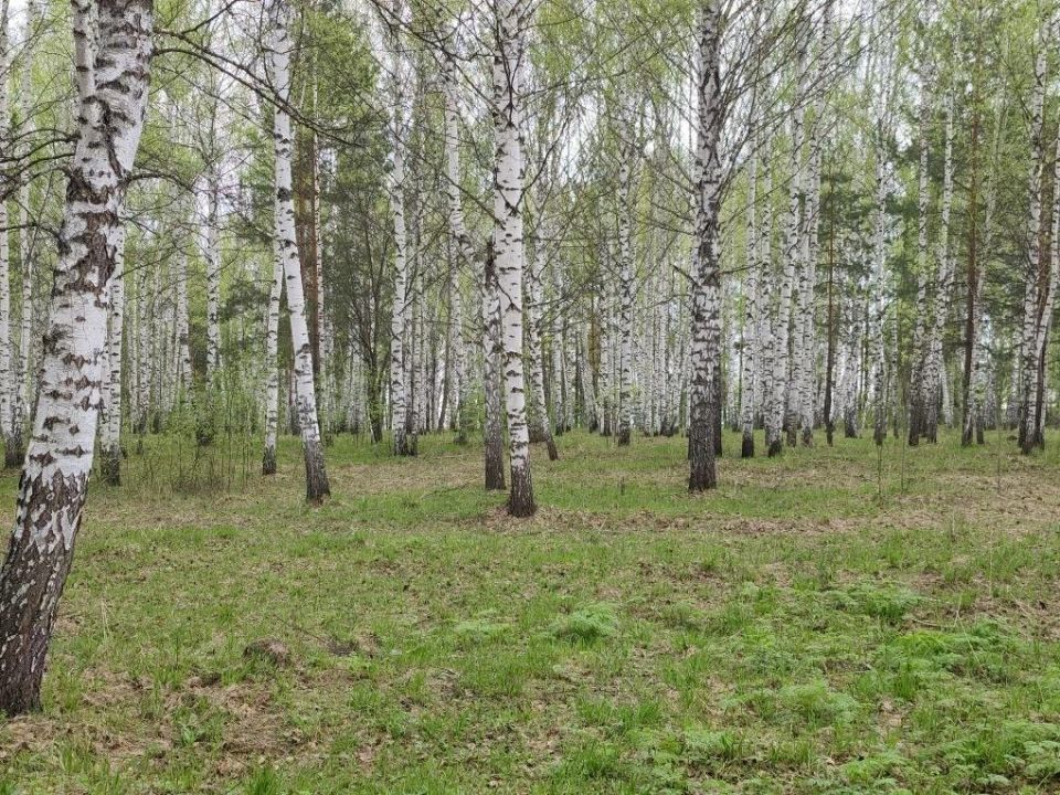 Благодаря Томской межрайонной природоохранной прокуратуре лесопользователь возместит причиненный фауне ущерб