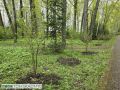 Полторы сотни яблонь появились в Лагерном саду