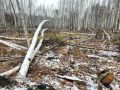 Житель Кожевниковского района Томской области, осужденный за незаконную рубку леса, не смог оспорить в суде апелляционной инстанции конфискацию своего трактора