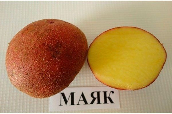 Картофель Маяк: секреты удачного урожая и его уникальные качества