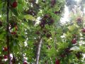 Июнь: секреты обрезки слив для щедрого урожая