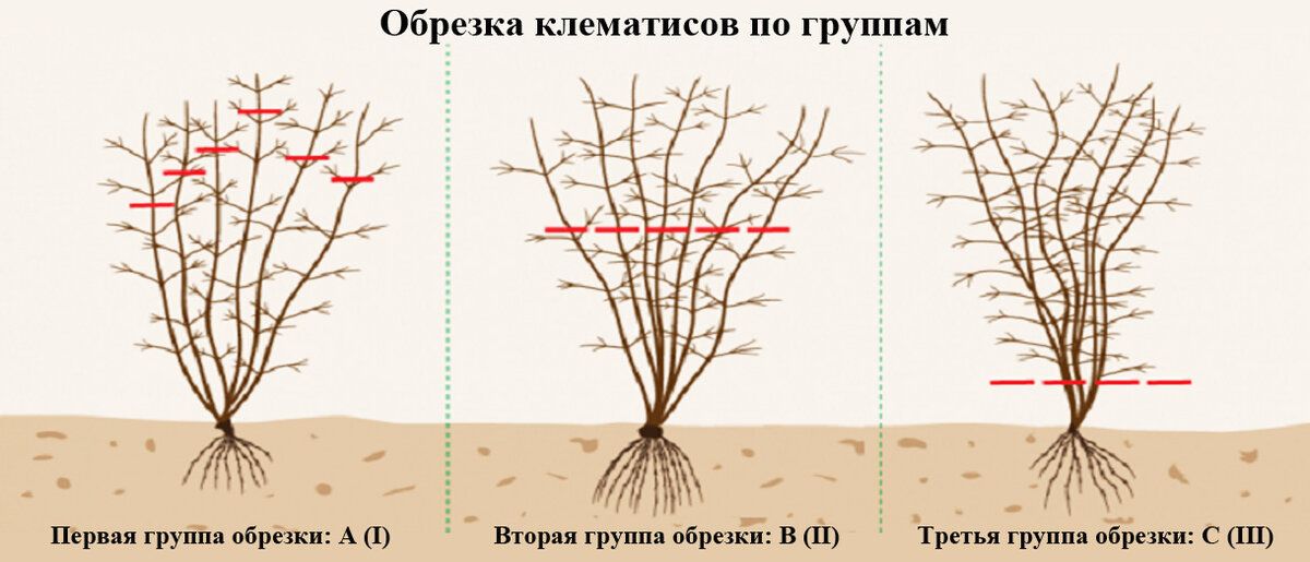 Уход за клематисами: секреты обрезки для яркого цветения