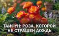 Розы, которые противостоят дождям: как сорт Тайфун спасает сад в ненастье