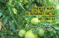 Почему листья томатов играют ключевую роль в жару: три причины не отрывать