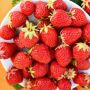 Клубника Гирлянда: ароматный сорт для непрерывного сбора плодов