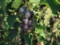 Ирга: как этот непривычный кустарник может преобразить ваш сад
