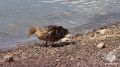 Число трагедий с детьми на водоемах Томской области выросло в 2,5 раза