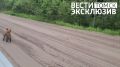 Рыжая попрошайка удивила томских автомобилистов своим спокойствием
