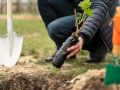 Почему ваши деревья не растут: секреты совместимости растений