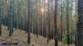 Вырубка на 355 гектаров: названа цена разрушения животного мира в Каргасокском районе