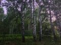 Томская межрайонная природоохранная прокуратура обязала лесопользователя заплатить более полумиллиона рублей за ущерб животному миру