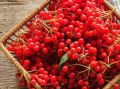 Ягоды калины: как изысканный вкус становится вашим союзником в здоровье