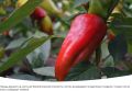 Секреты сбора семян перца: как сохранить любимые сорта без усилий