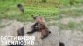 �� ������ ����� - ���������� ������� ������� ���������