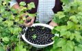 Удобрения для смородины в осенний период: ключ к успешному урожаю