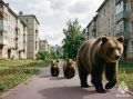 Вниманию жителей и гостей Томской области: в лесных массивах региона участились случаи встреч с медведем