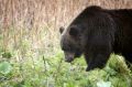 Медведь убил двух мужчин, искавших корову