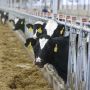 Владимир Мазур: Томская область лидирует в Сибири по продуктивности коров
