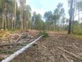 В Первомайском районе Томской области прокуратура направила в суд уголовное дело о незаконной рубке лесных насаждений в особо крупном размере