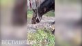 ������ �������� ��������� ������� ��� �������: ��� ��������?