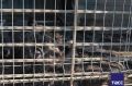 Томский суд по иску прокуратуры закрыл признанный незаконным мини-зоопарк при кафе-шашлычной "Гоар" на въезде в Томск, где содержались волки, медведи и пятнистые олени, сообщили ТАСС в областной прокуратуре