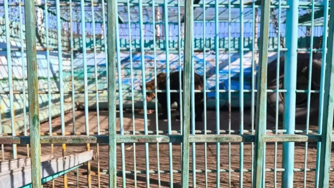 Скандальный зоопарк при кафе "Гоар" в Томске закрыт по решению суда: что будет с животными?