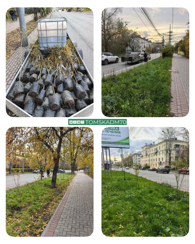 80 саженцев ивы высадили на пр. Фрунзе