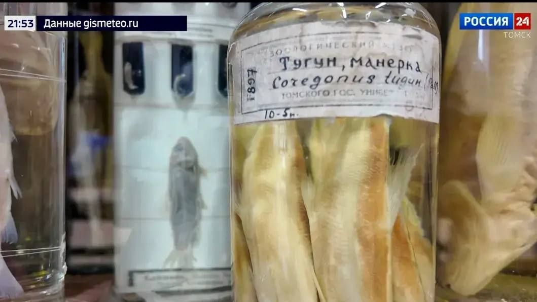 Школьники помогли ученым ТГУ обнаружить необычную для региона рыбу