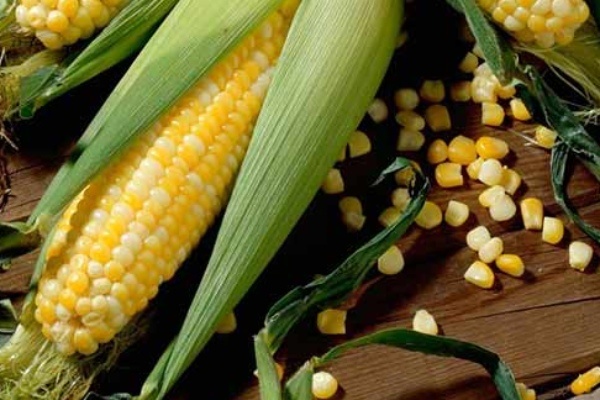 Кукуруза Сливочный нектар: нежный вкус и простота ухода для агрономов