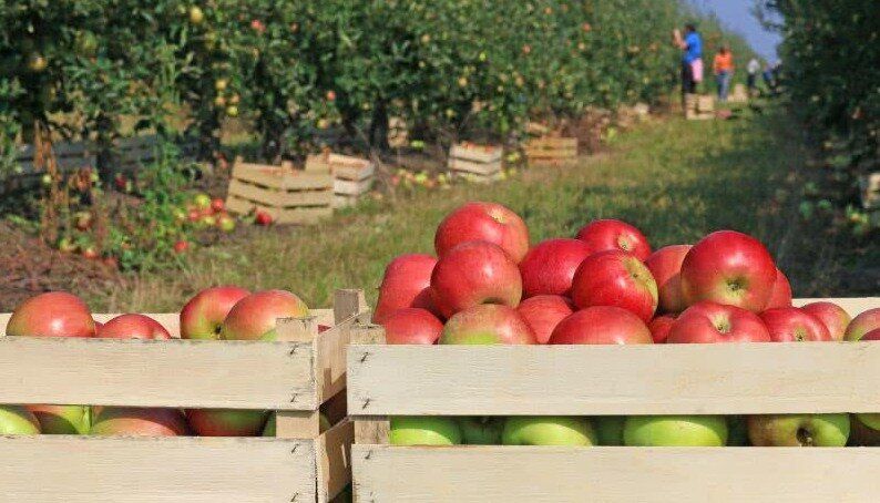 Секреты хранения яблок: как сохранить свежесть до весны
