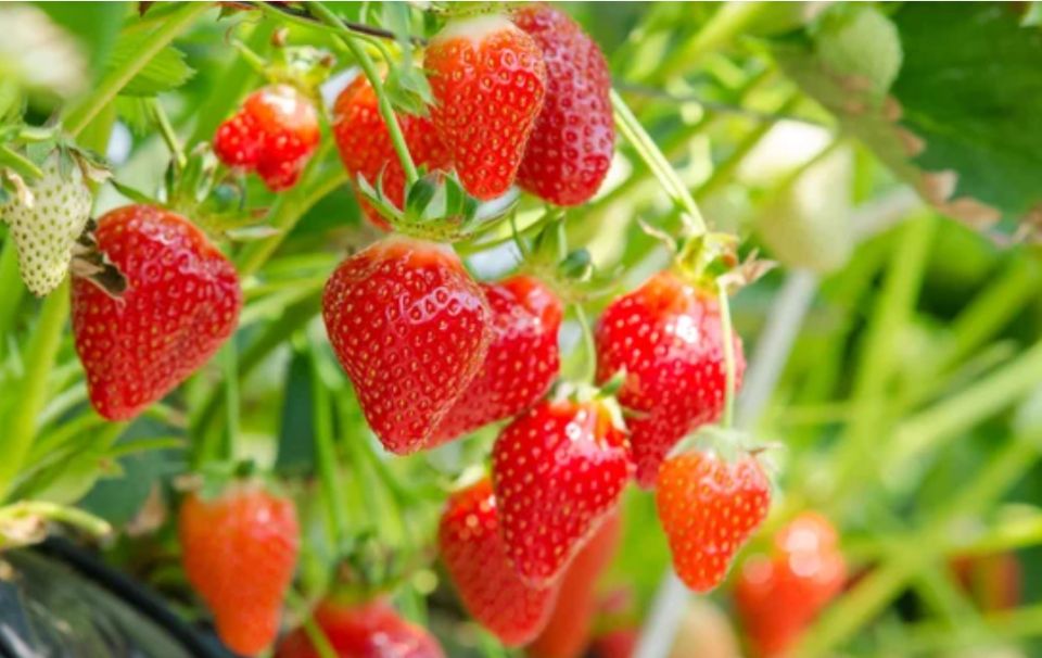 Сравнение жидких удобрений и ГумиЦела: что выбрать для клубники?