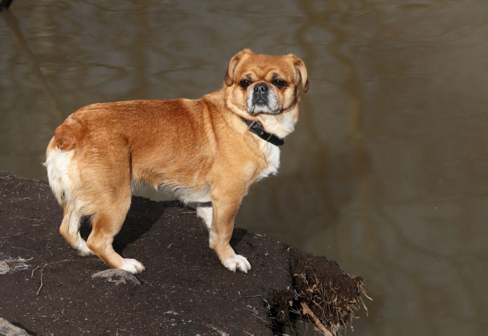 Новые правила для владельцев собак в Петербурге