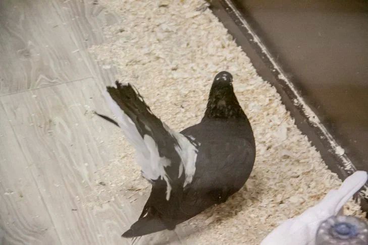 Как избавиться от голубей на балконе: всего одна жидкость